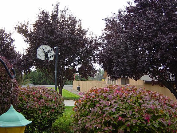 View from Living Room window