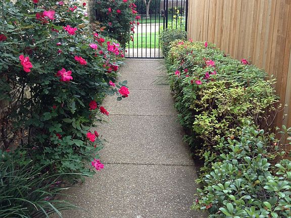 Walkway with new cedar fence