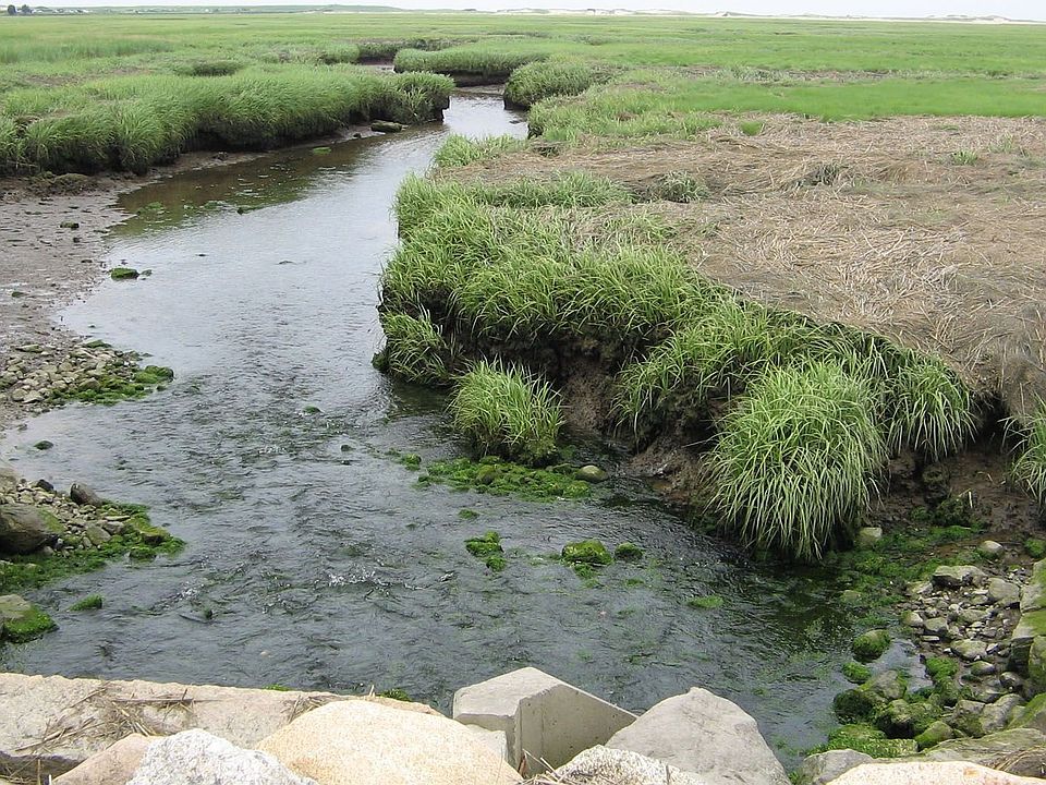 Marsh riverbed