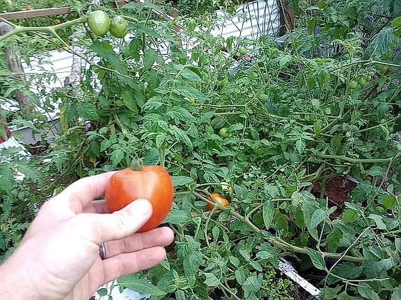 Tomato garden 