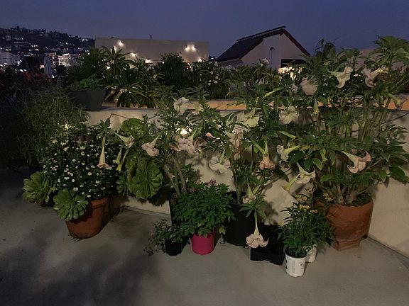 Common are rooftop garden
