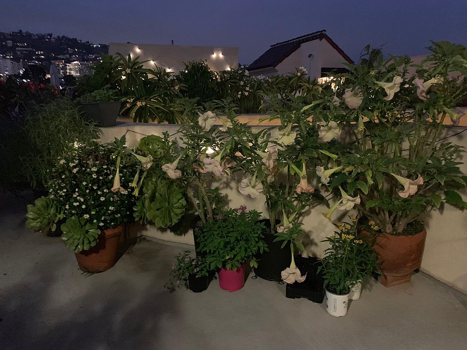 Common are rooftop garden