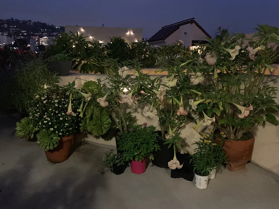 Common are rooftop garden