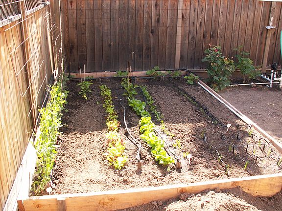 Vegetable Garden