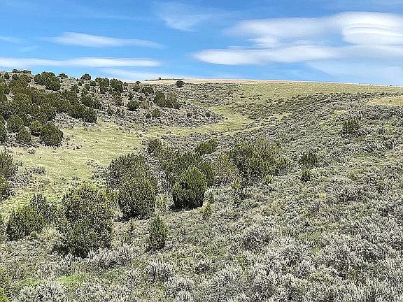 Meadow near E boundary