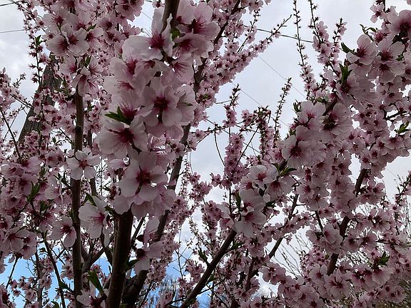 Cherries!