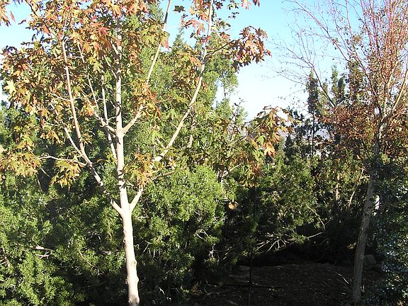 oak tree