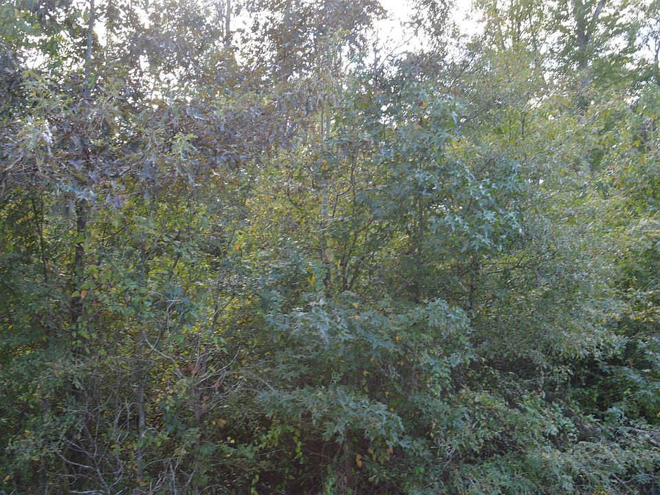 2nd image of Tbd Shady Grove Rd
