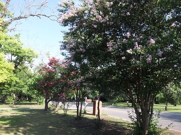 Crepe myrtle lined yard