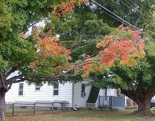 2nd image of 3909 Marion St