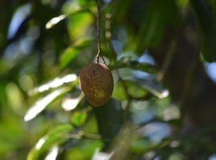 Paradise Dr, Keaau, HI 96749