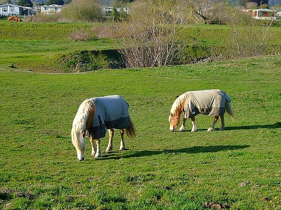 past the pond, horses