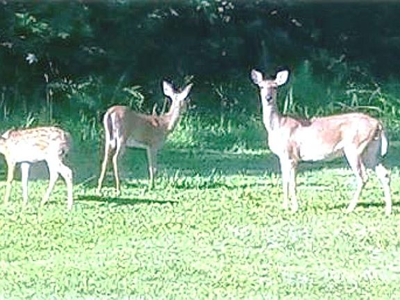 Deer graze in backyard.
