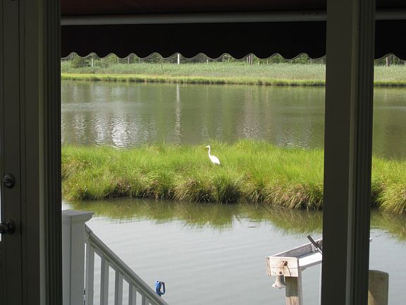 Watch The Wildlife!