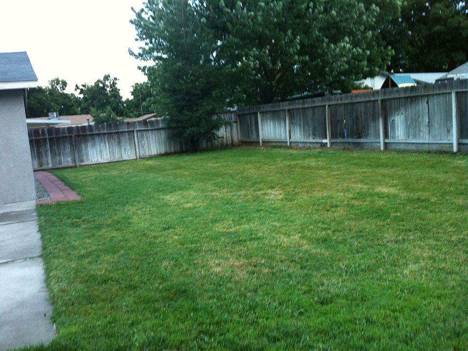 back yard 1