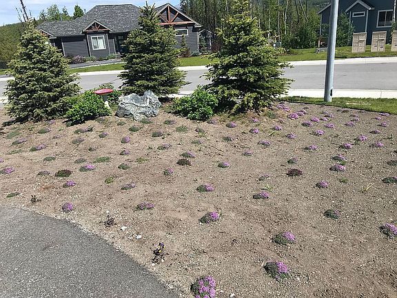 Low Maint Landscaping