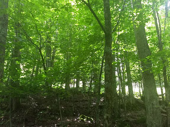 5th image of 171 Wild Daisy Ln