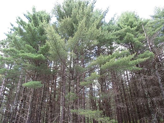 5th image of Prcl 18 Camp Nokomis Rd