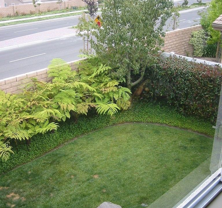 Landscaped Back Yard