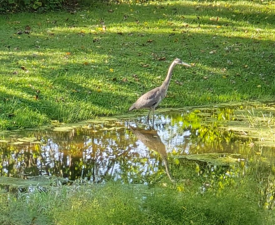 Wildlife abounds.