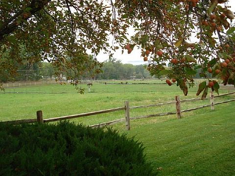 Fenced pasture