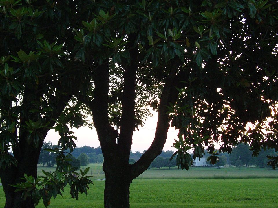 Beautiful mature trees
