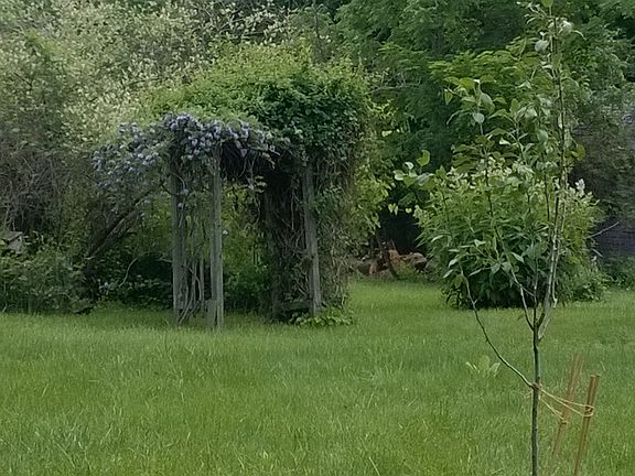 tressel with honey suckle