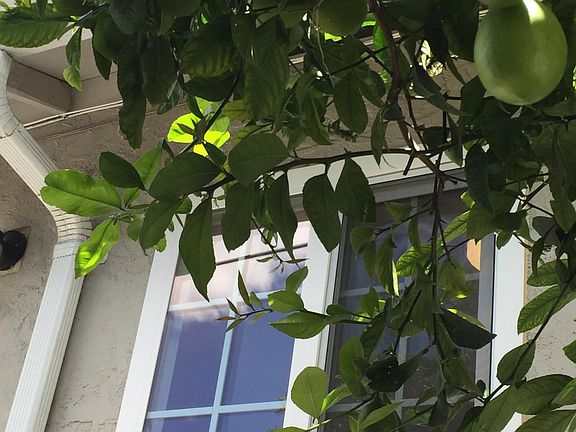 lemon tree outside kitchen window