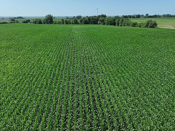 Corn looking south