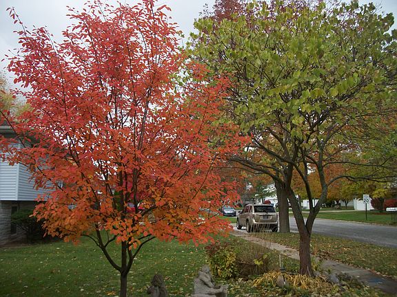 Front Yard (Fall)