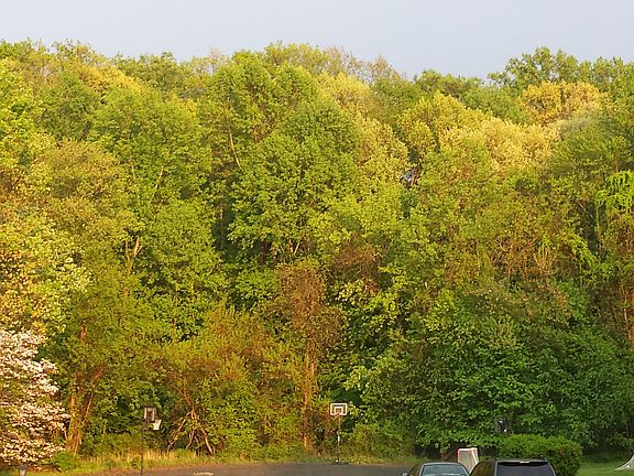 View of woods