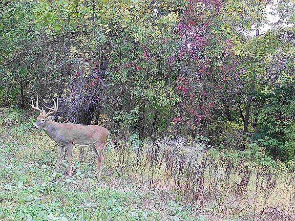 3rd image of Lot 1 Yaeger Valley Road