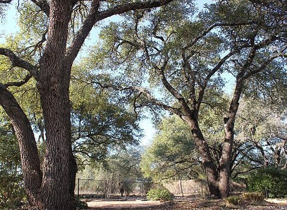 The back yard of 105 Amberjack is a good example of the natural splendor you will enjoy here.  It is spectacular, with towering native oaks and a private greenbelt view that goes on forever.  Plentiful shade and beautiful nature views are yours to enjoy y