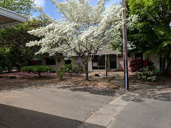 Dogwood in full bloom