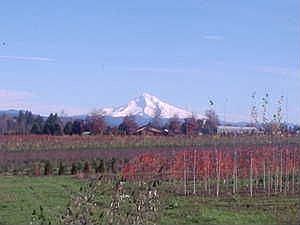 Full Mt Hood View