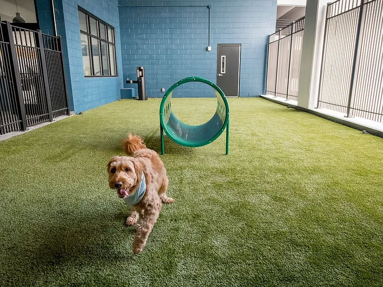 WAG pet park