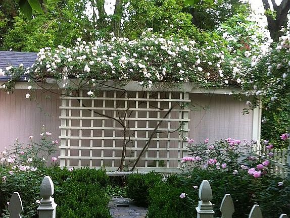 garage rose arbor