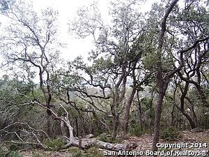 2nd image of 981 Windmill Ranch Rd