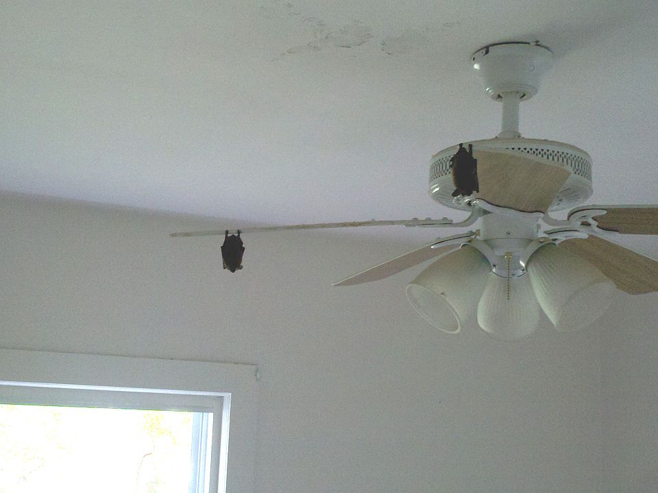 2 BATS DAY OF CLOSING 