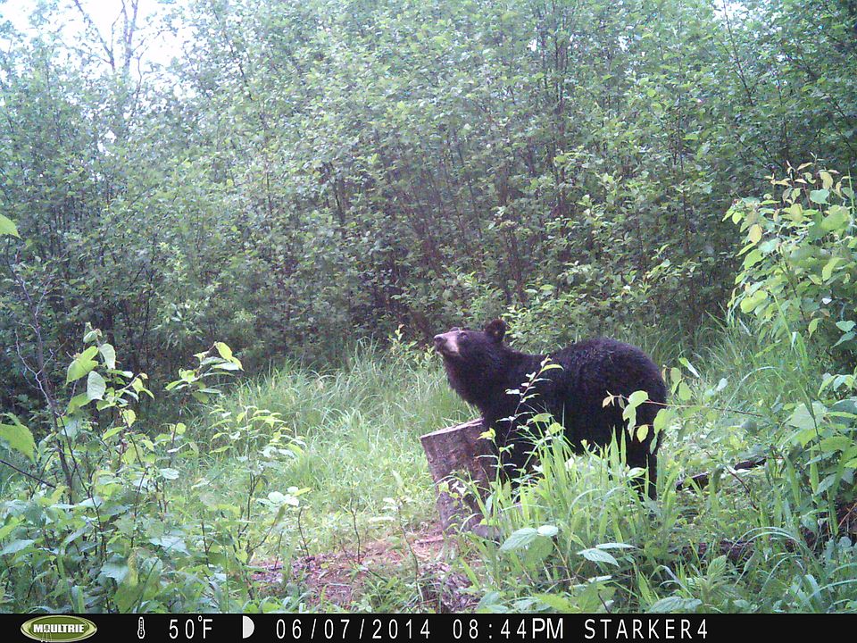 TRAIL CAMERA