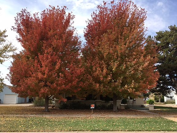 maples changing color!