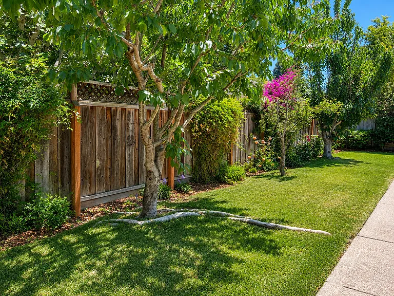 Backyard.