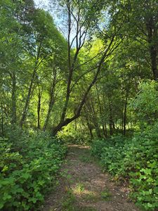 Greenwood Rd, Garden Valley, CA, 95633