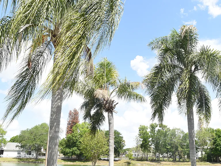 Front Yard V1