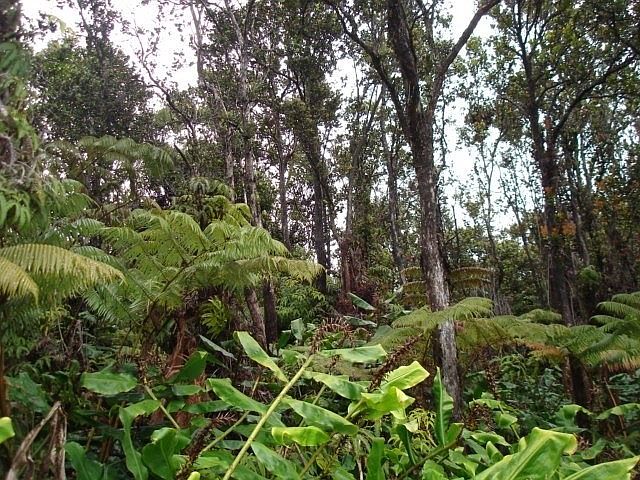 2nd image of Kilinoe St Lot 12