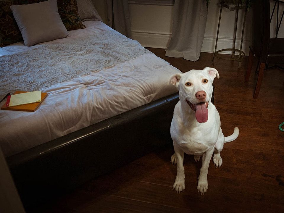 Brookmore Apartments is Pet Friendly