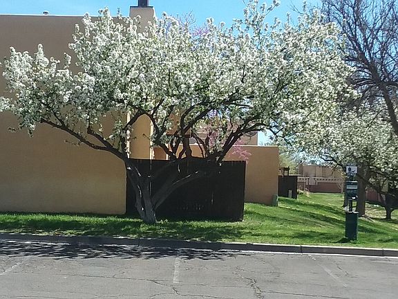 Spring  blossoms