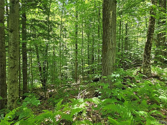 4th image of Moose River Rd Lot 15