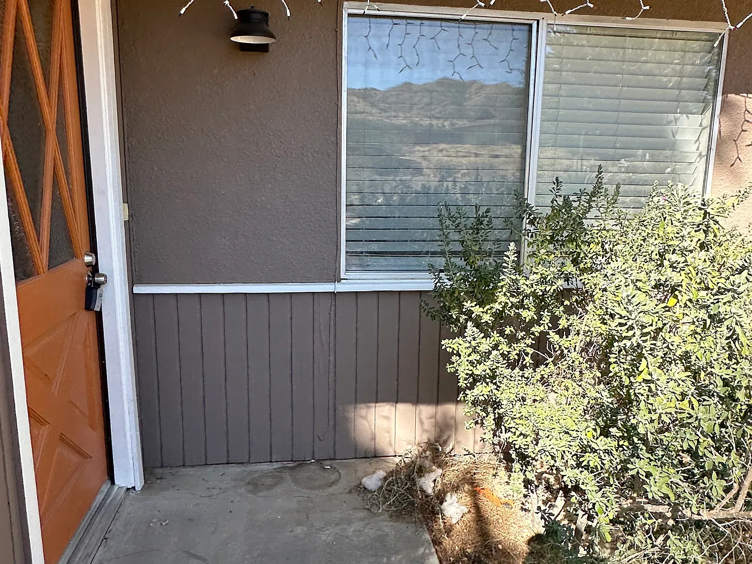 56470 Golden Bee — Photo 2