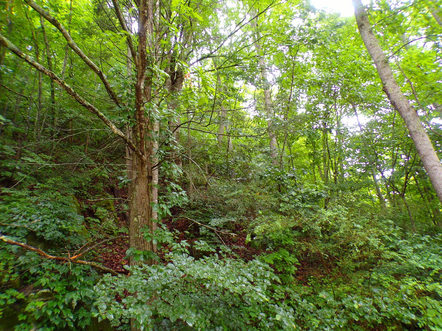 Tbd Tiger Creek Rd, Roan Mountain, TN 37687 MLS 9953351 Zillow
